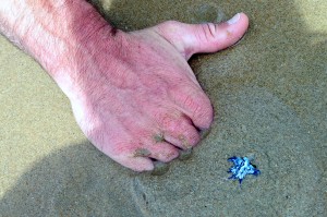 2015.2.19 Jesse's Hand and Nudibranch thing, Sapphire Beach, NSW, Australia  